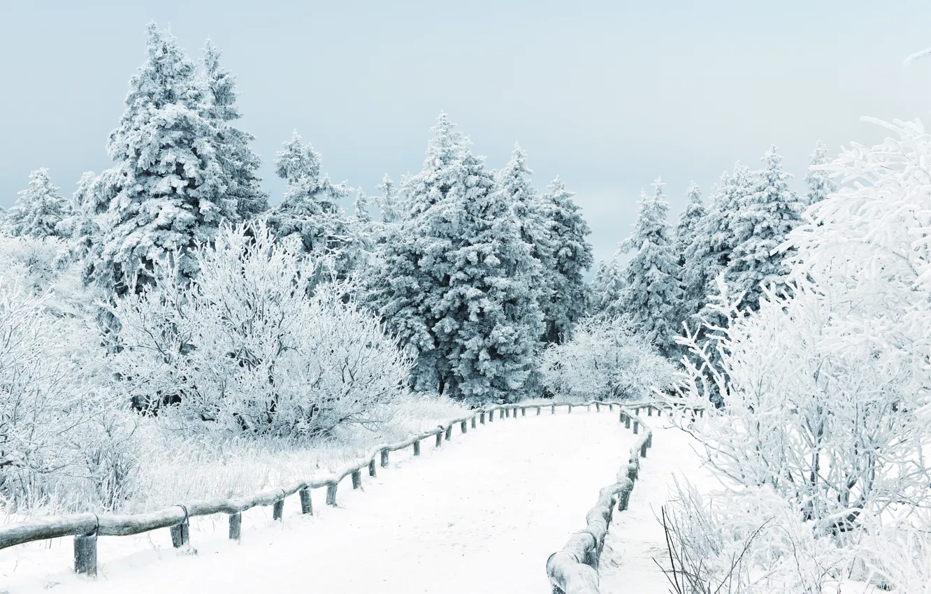 Photo wallpaper winter, snow, trees, landscape, nature