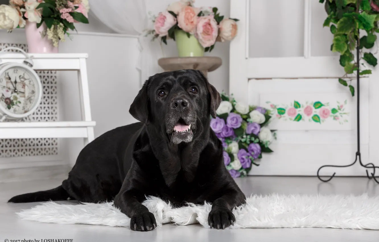 Photo wallpaper flowers, room, furniture, dog