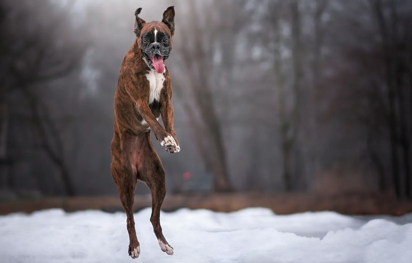Photo wallpaper winter, jump, dog