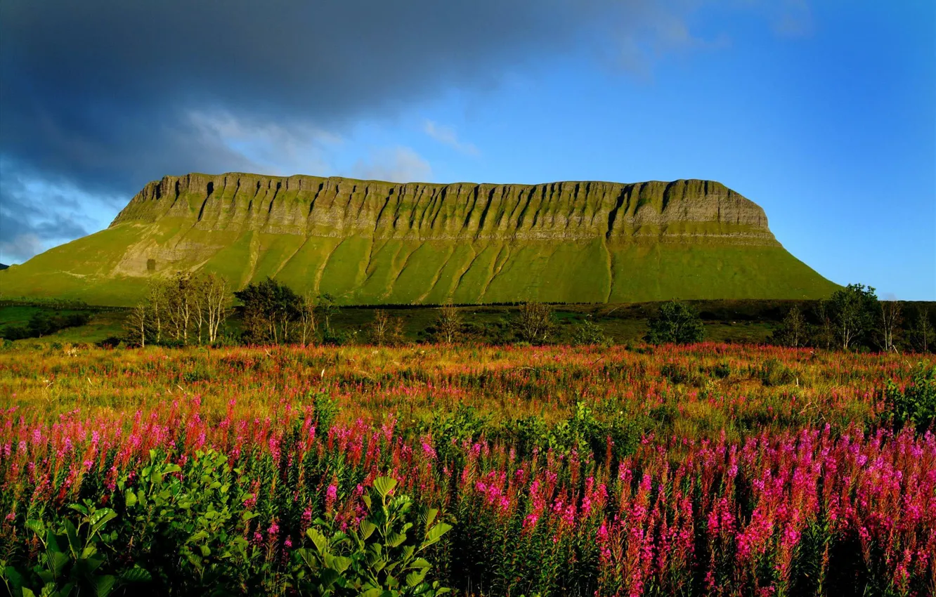 Photo wallpaper the sky, grass, trees, flowers, clouds, meadow, Ireland, Table mountain
