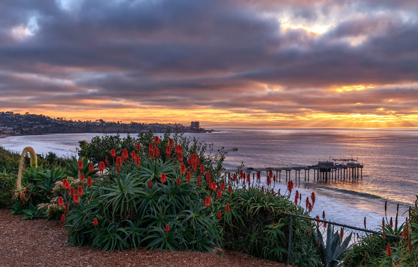 Photo wallpaper sea, sunset, flowers, shore, pierce, aloe, San Diego