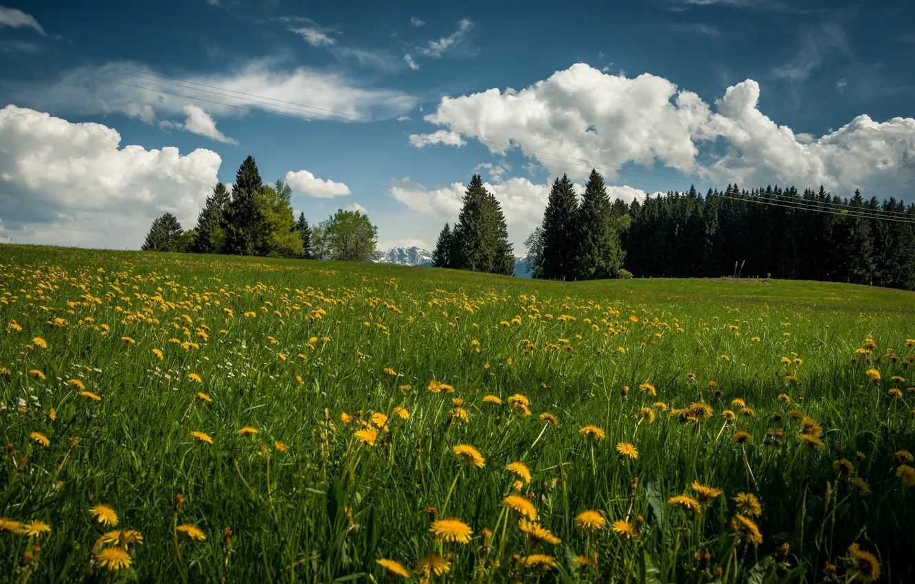 Photo wallpaper grass, clouds, trees, nature, dandelion, spring, meadow