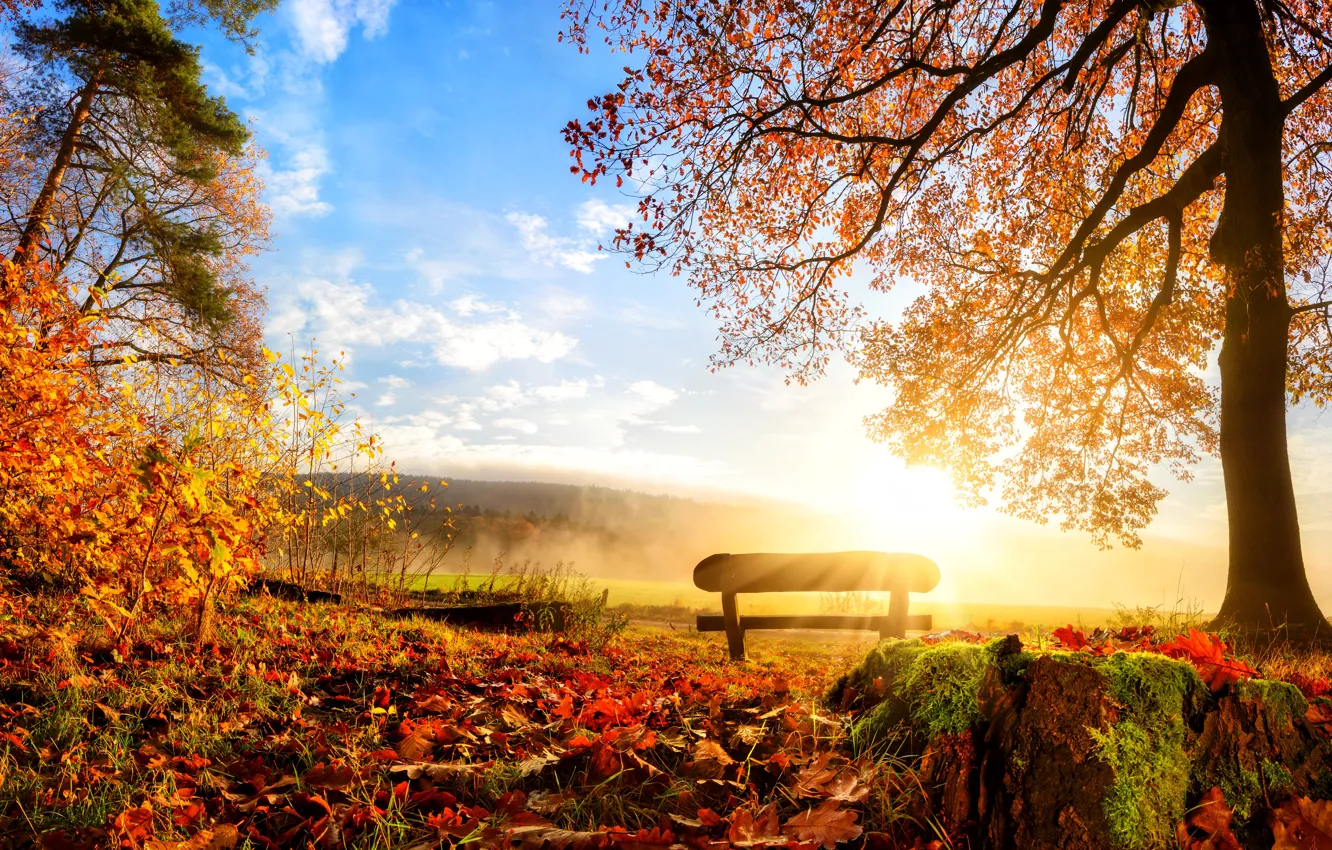 Photo wallpaper autumn, leaves, trees, landscape, bench, seasons
