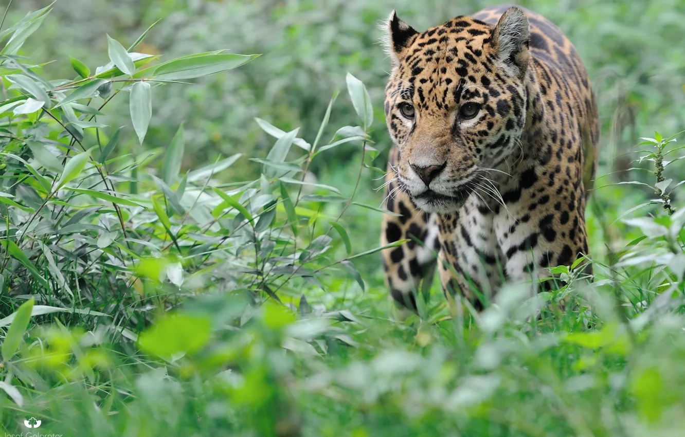 Photo wallpaper face, thickets, predator, Jaguar, walk, wild cat