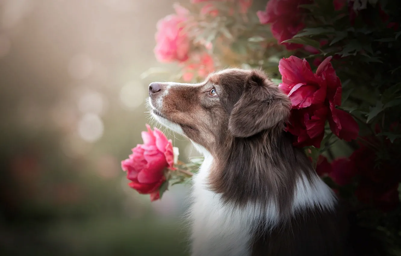 Photo wallpaper flowers, nature, animal, Bush, dog, profile, dog, bokeh