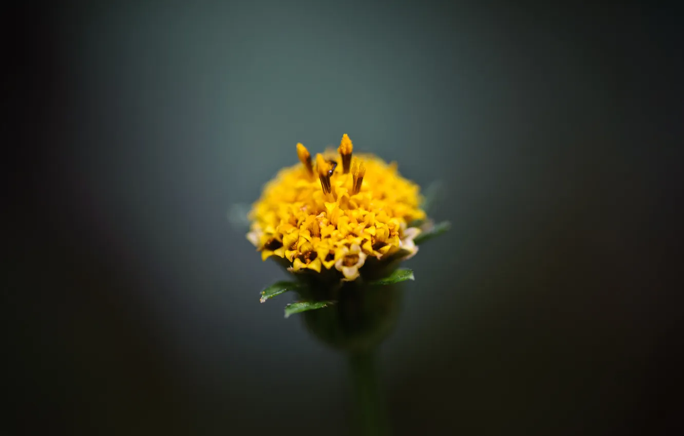 Photo wallpaper flower, macro, Bud, yellow