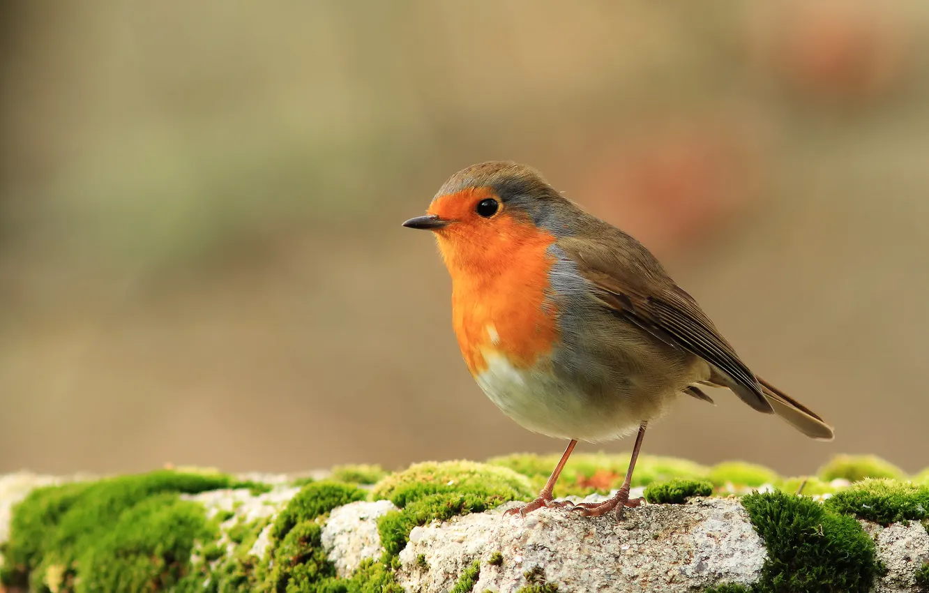 Photo wallpaper bird, Erithacus rubecula, family muhailovich, Robin