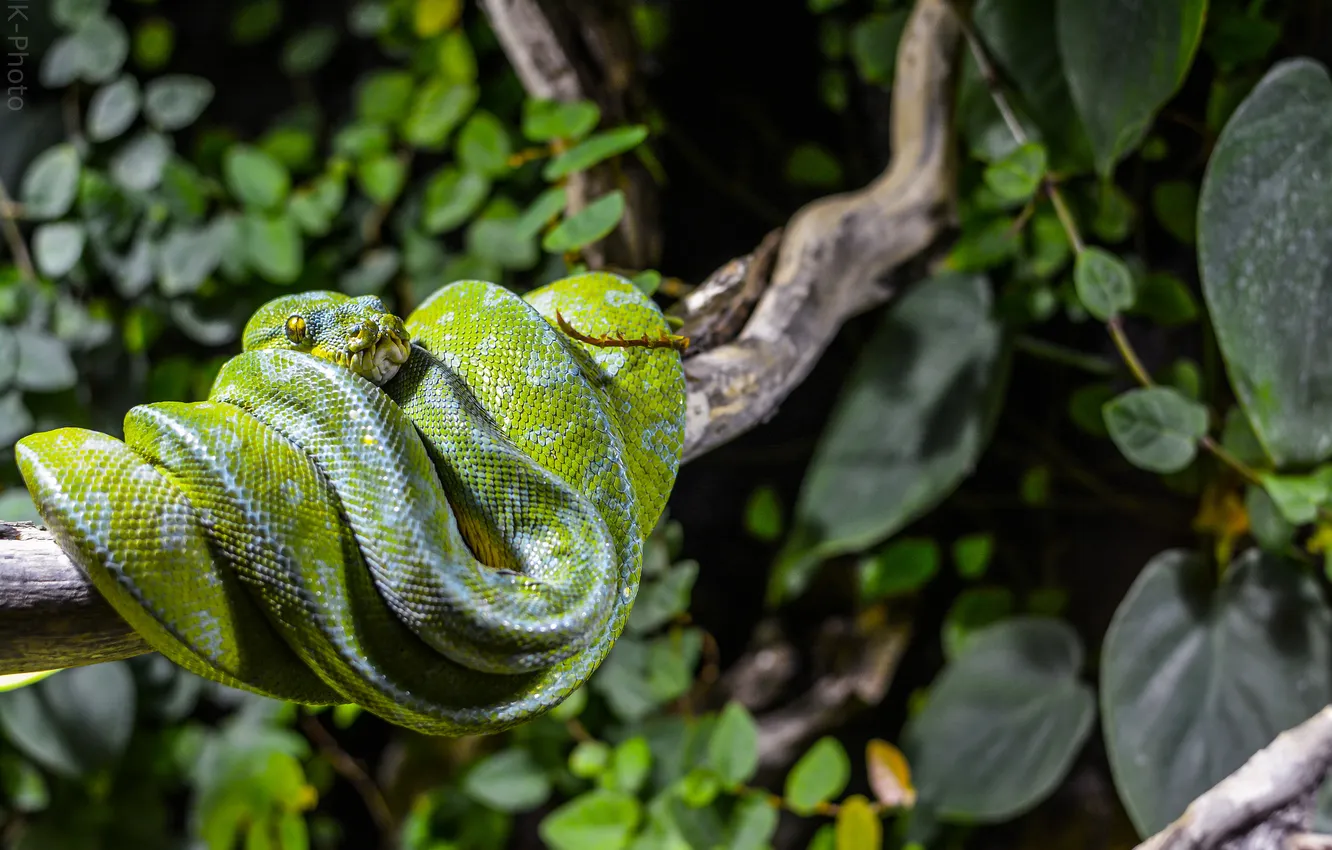 Photo wallpaper leaves, branches, snake, Python