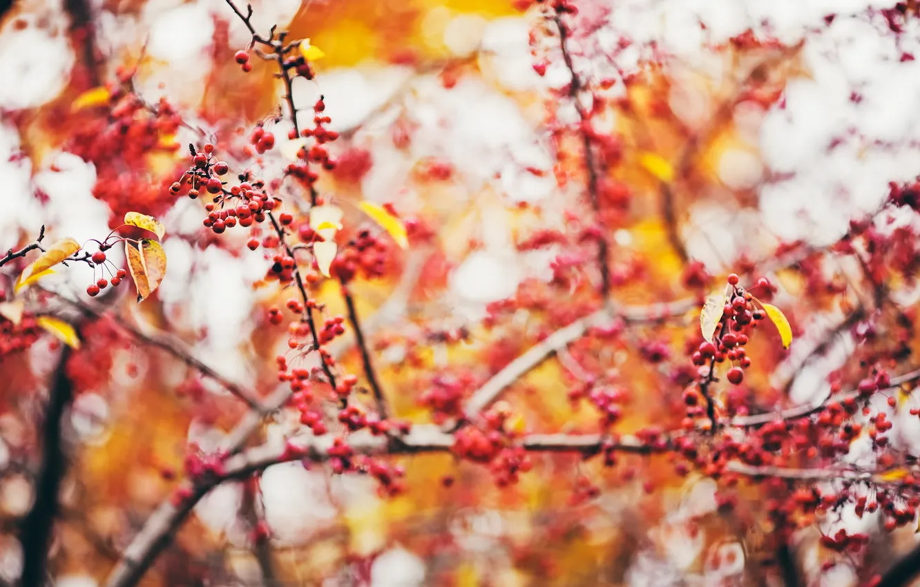 Photo wallpaper autumn, nature, berries
