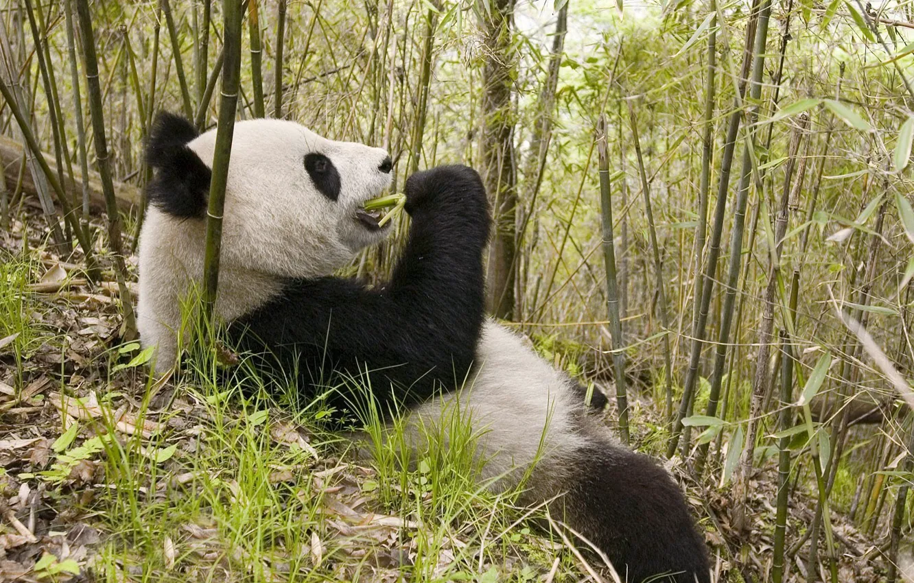 Photo wallpaper leaves, bamboo, bear, Panda, lunch
