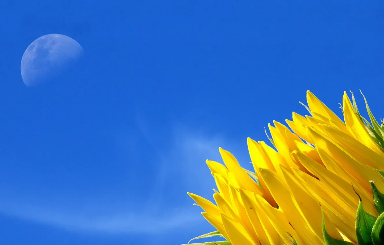Photo wallpaper flower, the sky, yellow