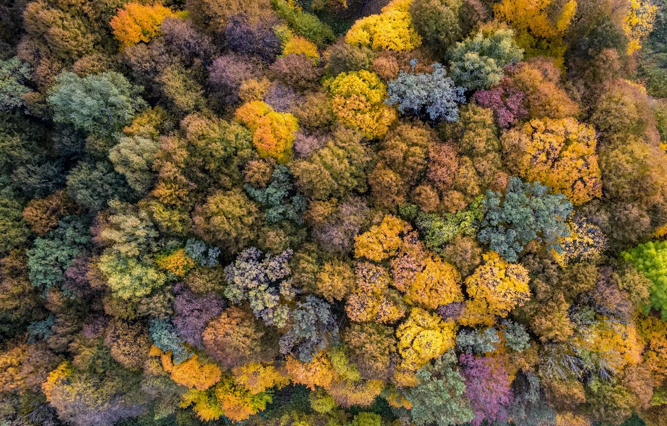 Photo wallpaper forest, trees, color, the view from the top