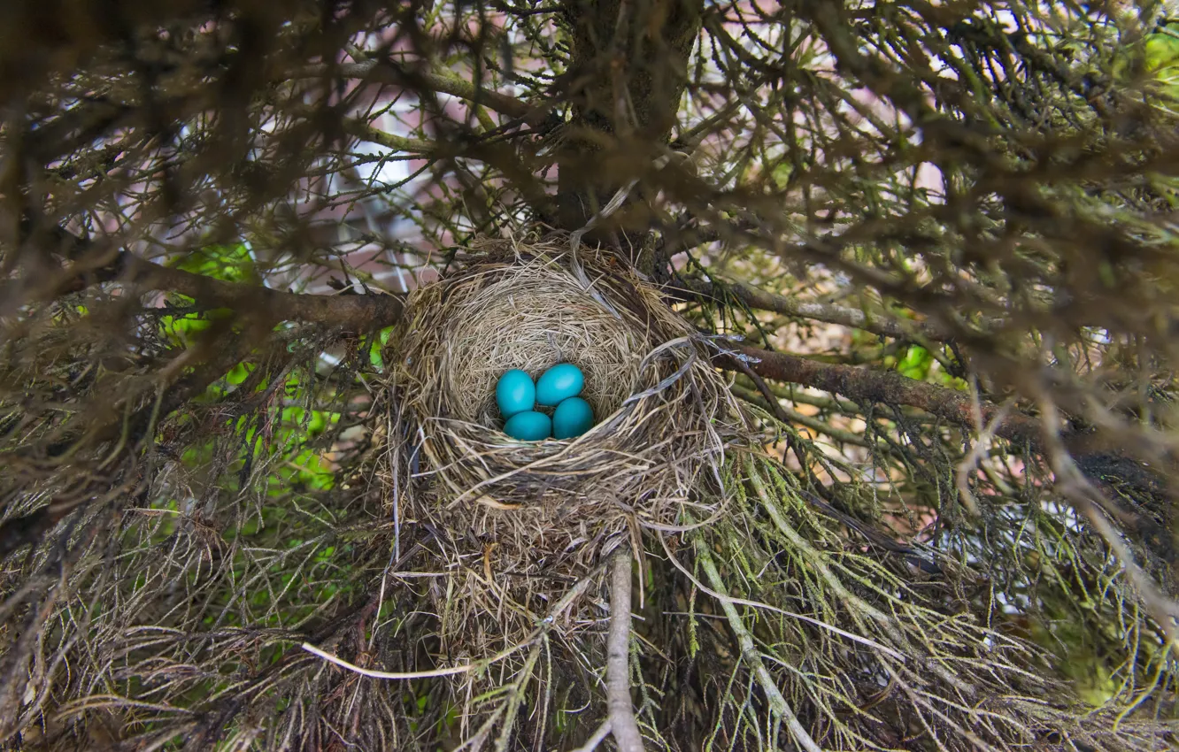 Photo wallpaper trees, branches, blue, eggs, spruce, masonry, socket, four