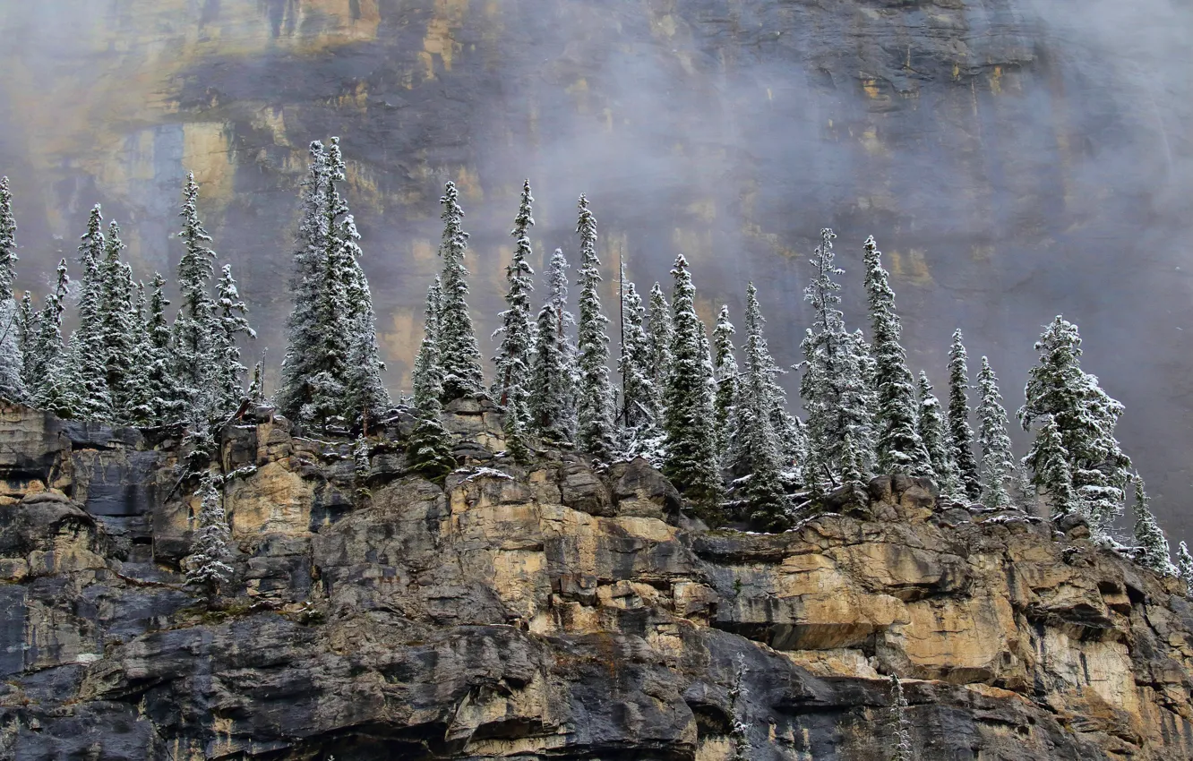Photo wallpaper snow, trees, mountains, fog, stones, open, rocks, height