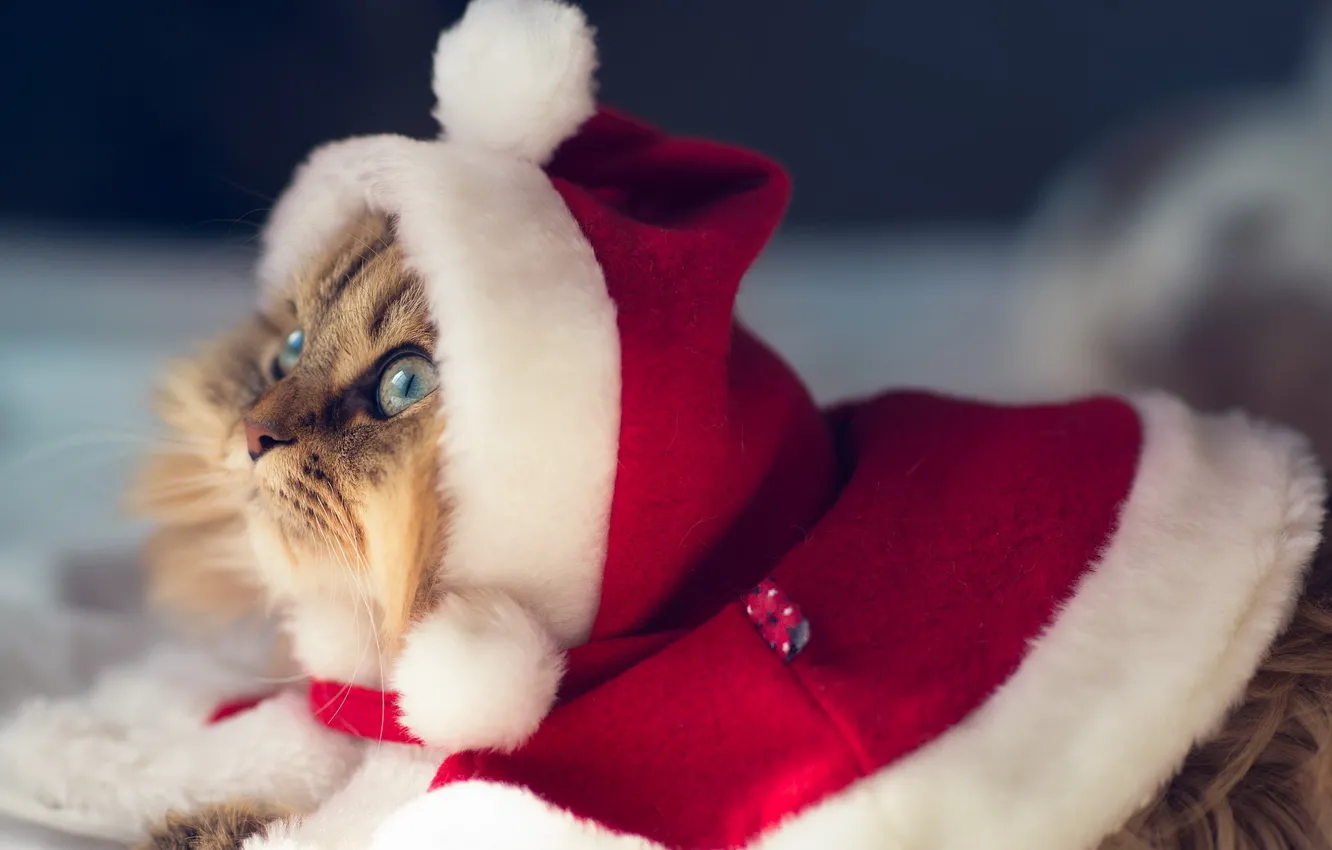 Photo wallpaper cat, background, holiday, torode