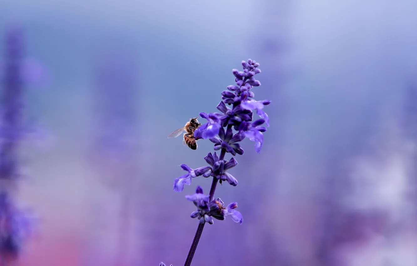 Photo wallpaper flower, purple, macro, bee, lilac, glade, plant, color