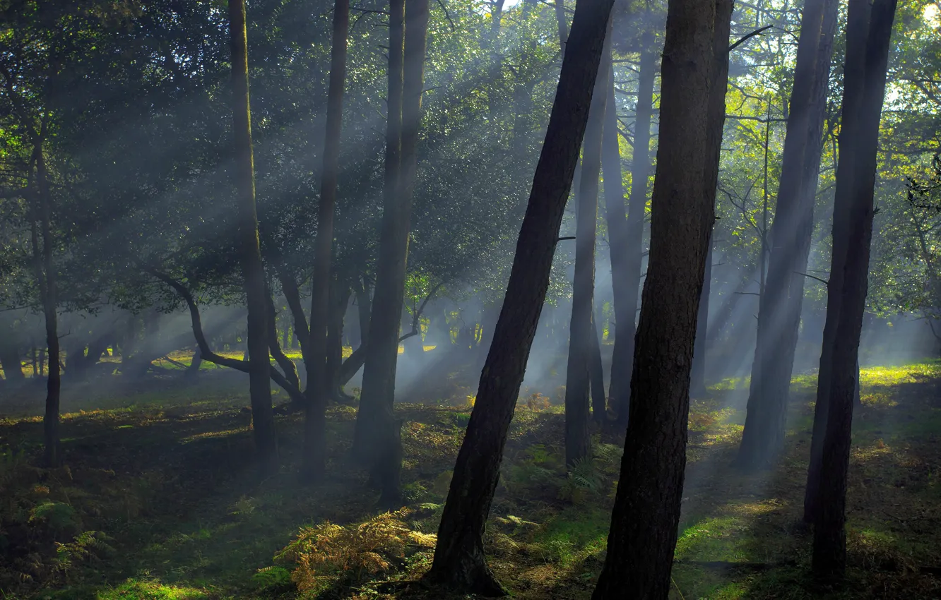 Photo wallpaper forest, rays, light, trees, branches, fog, Park, foliage