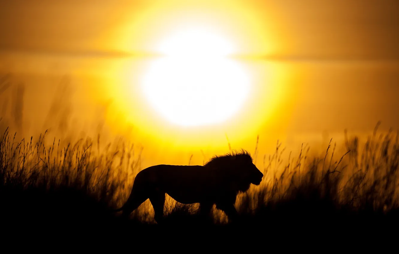 Photo wallpaper the sun, sunset, beauty, Leo, silhouette, Savannah, king