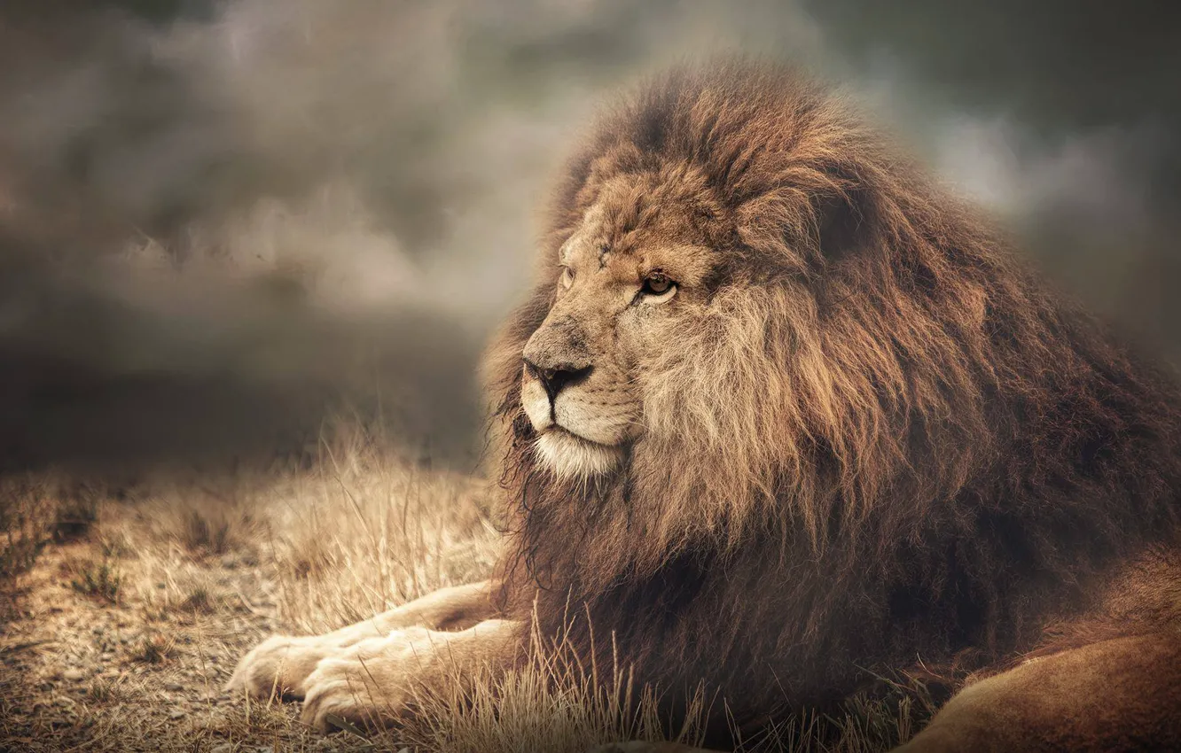 Photo wallpaper face, portrait, Leo, mane, the king of beasts, wild cat