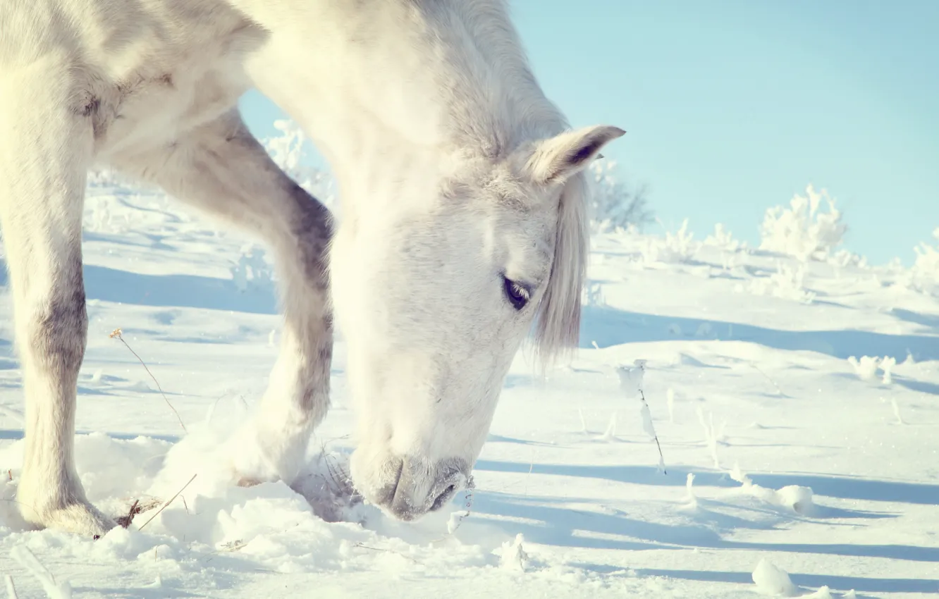 Photo wallpaper winter, white, snow, horse