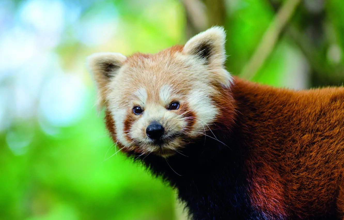 Photo wallpaper portrait, red Panda, face, green background, the expression, bokeh, red Panda, smile