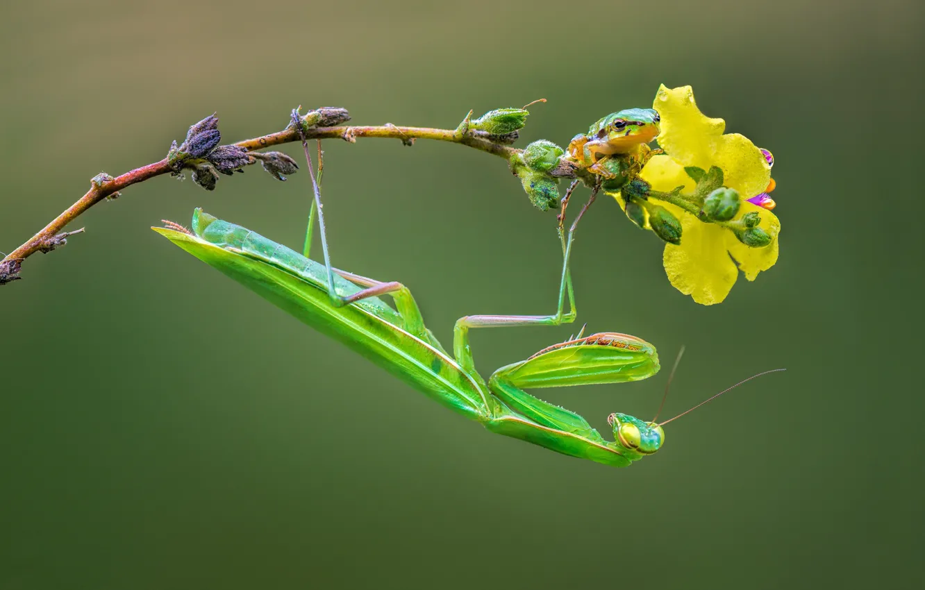 Photo wallpaper branch, mantis, insect, treefrog