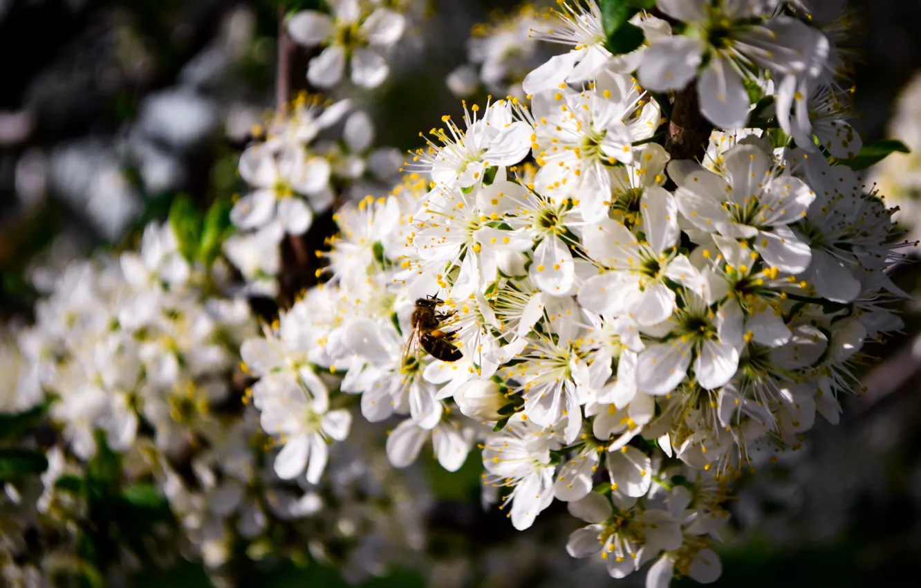 Photo wallpaper landscape, bee, flowering in the spring