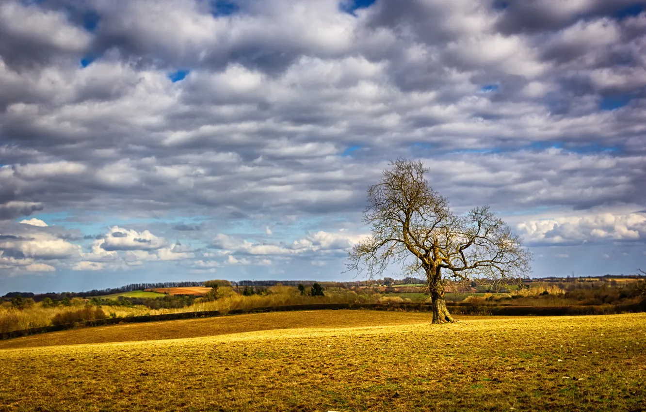 Photo wallpaper field, landscape, tree
