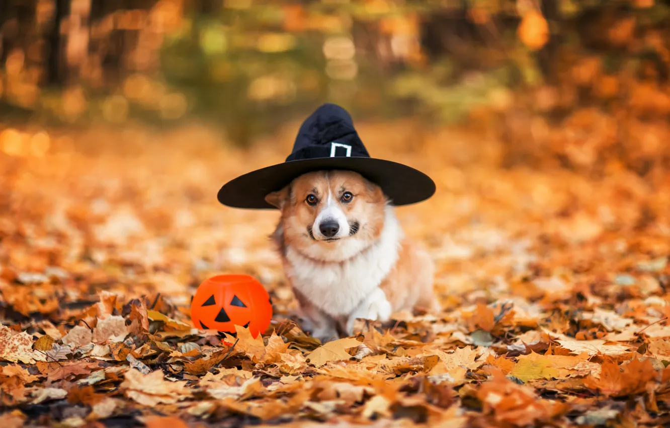Photo wallpaper autumn, look, nature, Park, glade, foliage, dog, hat