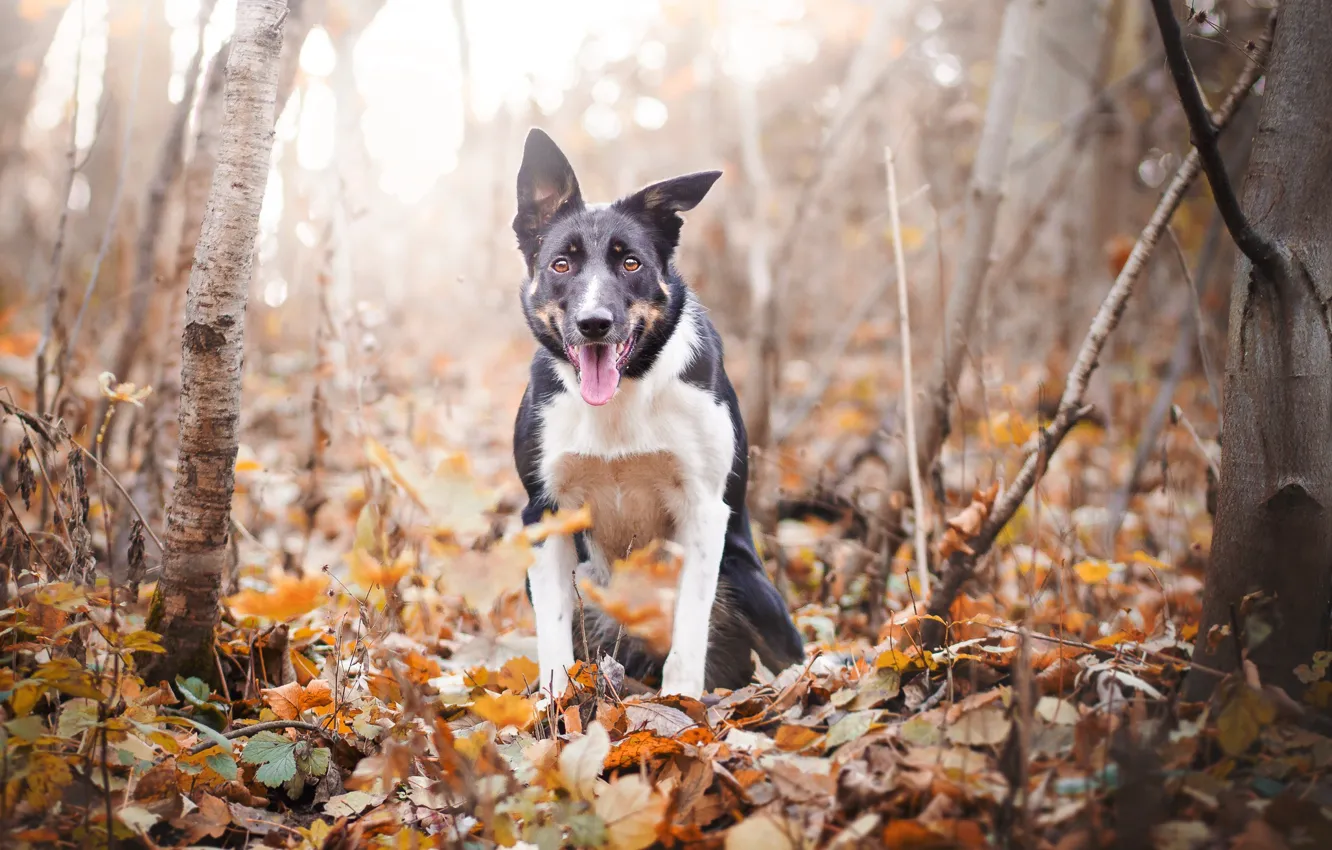 Photo wallpaper autumn, nature, dog