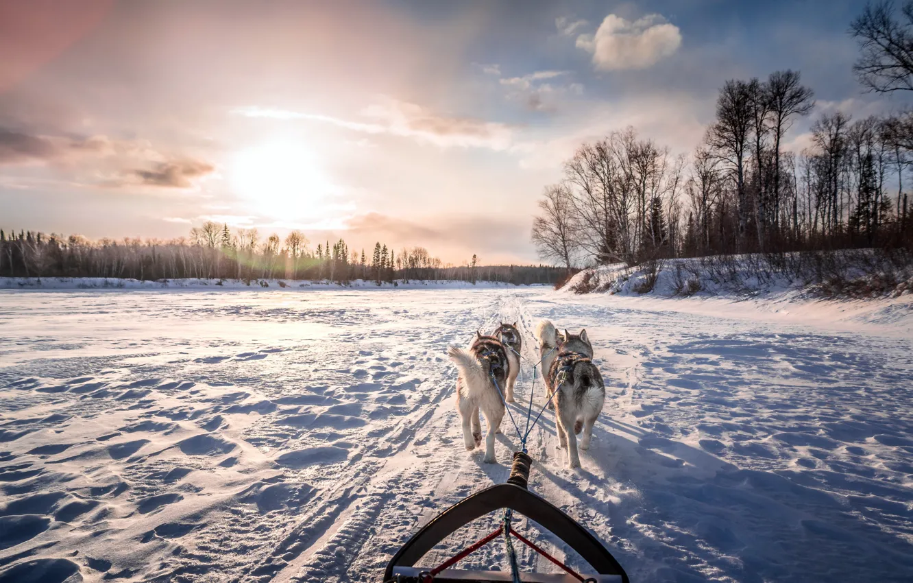 Photo wallpaper winter, dogs, morning, wagon