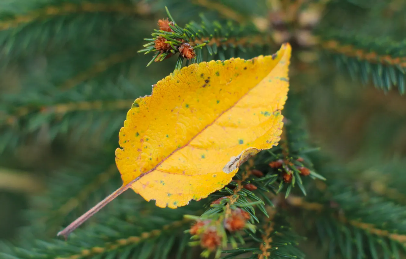Photo wallpaper yellow, autumn, leaf
