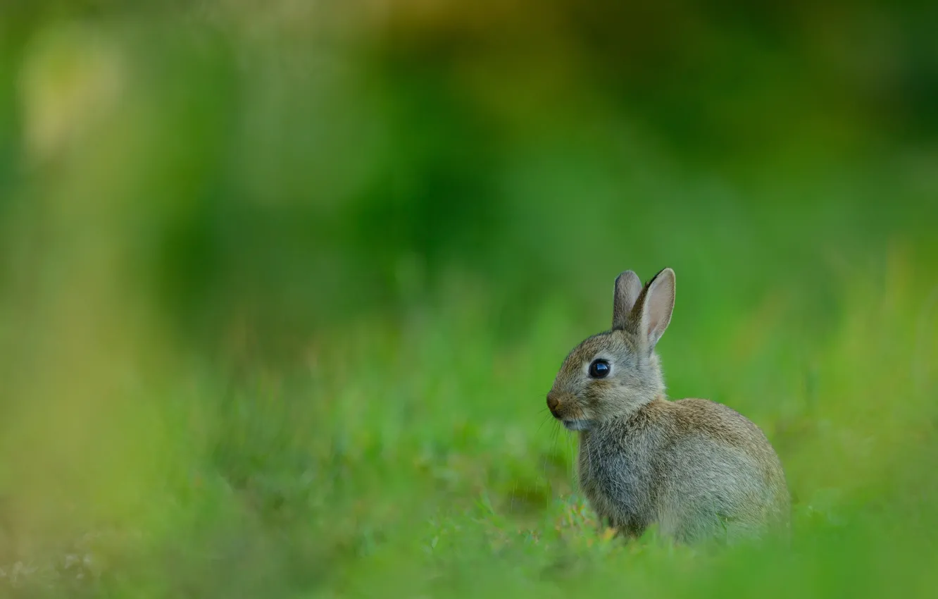 Photo wallpaper grass, look, nature, grey, glade, hare, small, rabbit