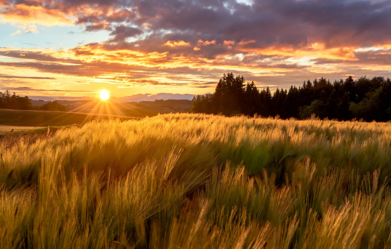 Photo wallpaper field, summer, rays, sunset