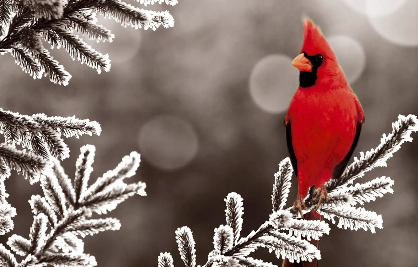 Photo wallpaper winter, snow, red, bird, tree, spruce, bird, winter