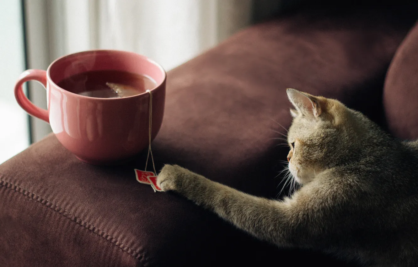 Photo wallpaper cat, tea, wool, plays, bag