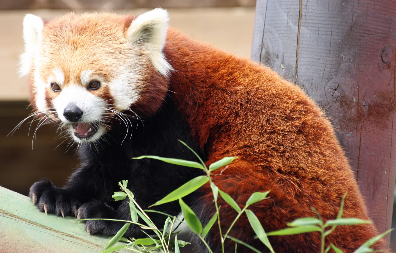 Photo wallpaper bamboo, red Panda, firefox, red Panda