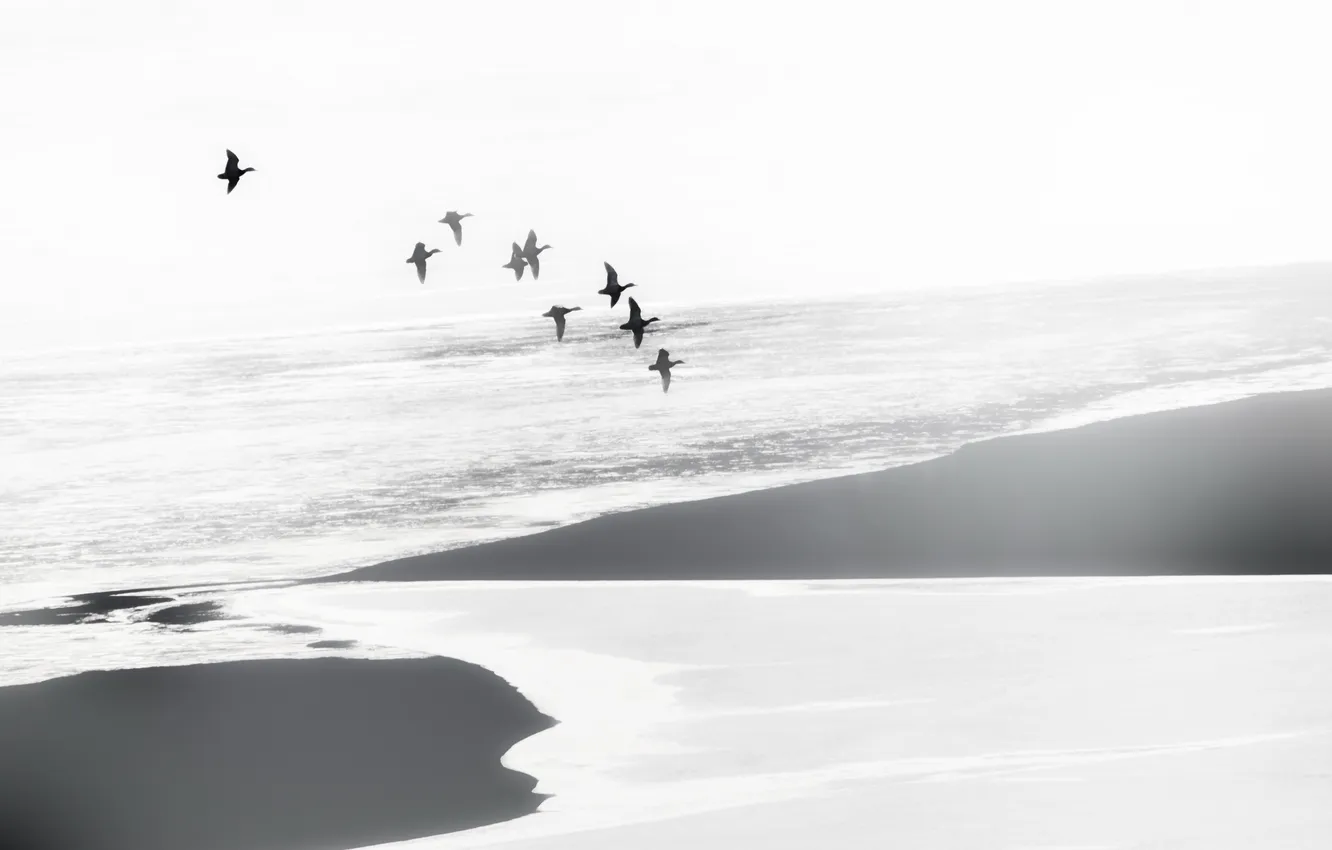 Photo wallpaper sea, landscape, fog, bird