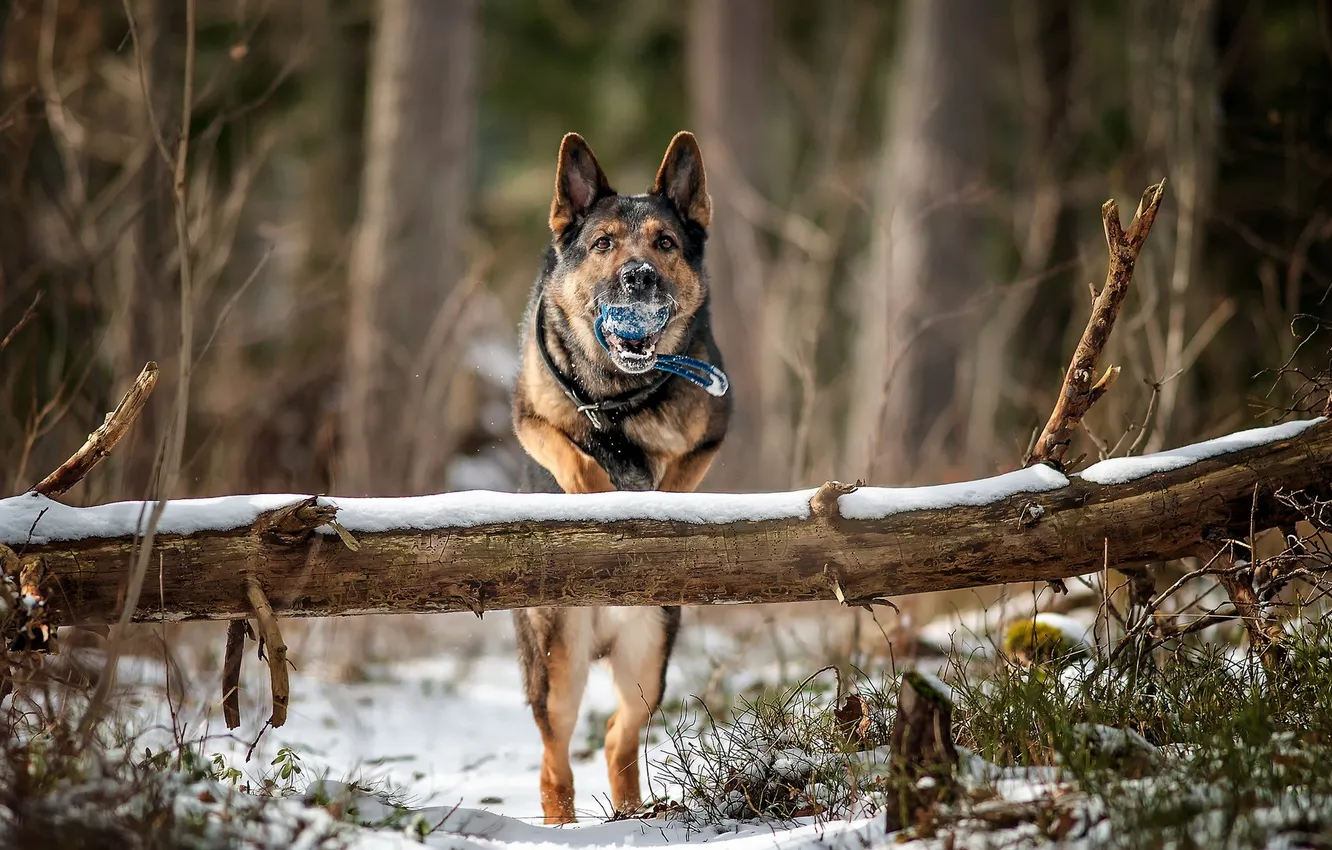 Photo wallpaper each, dog, running