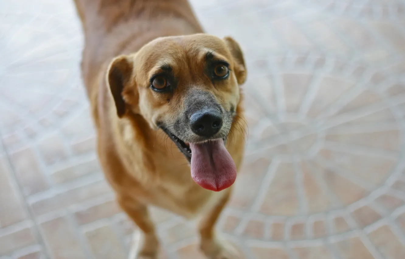 Photo wallpaper look, each, dog