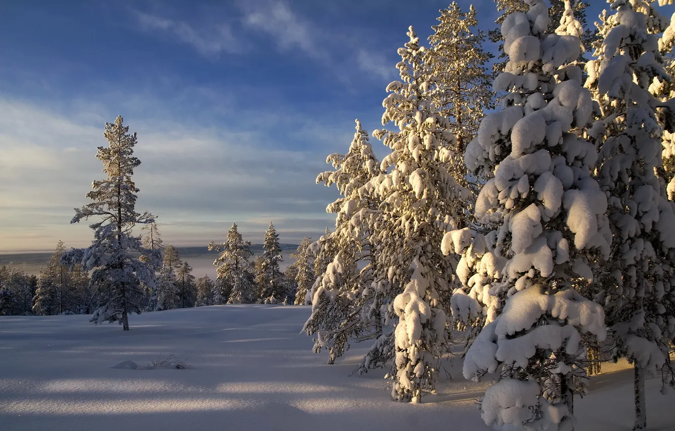 Photo wallpaper winter, the sky, snow, trees, nature, photo