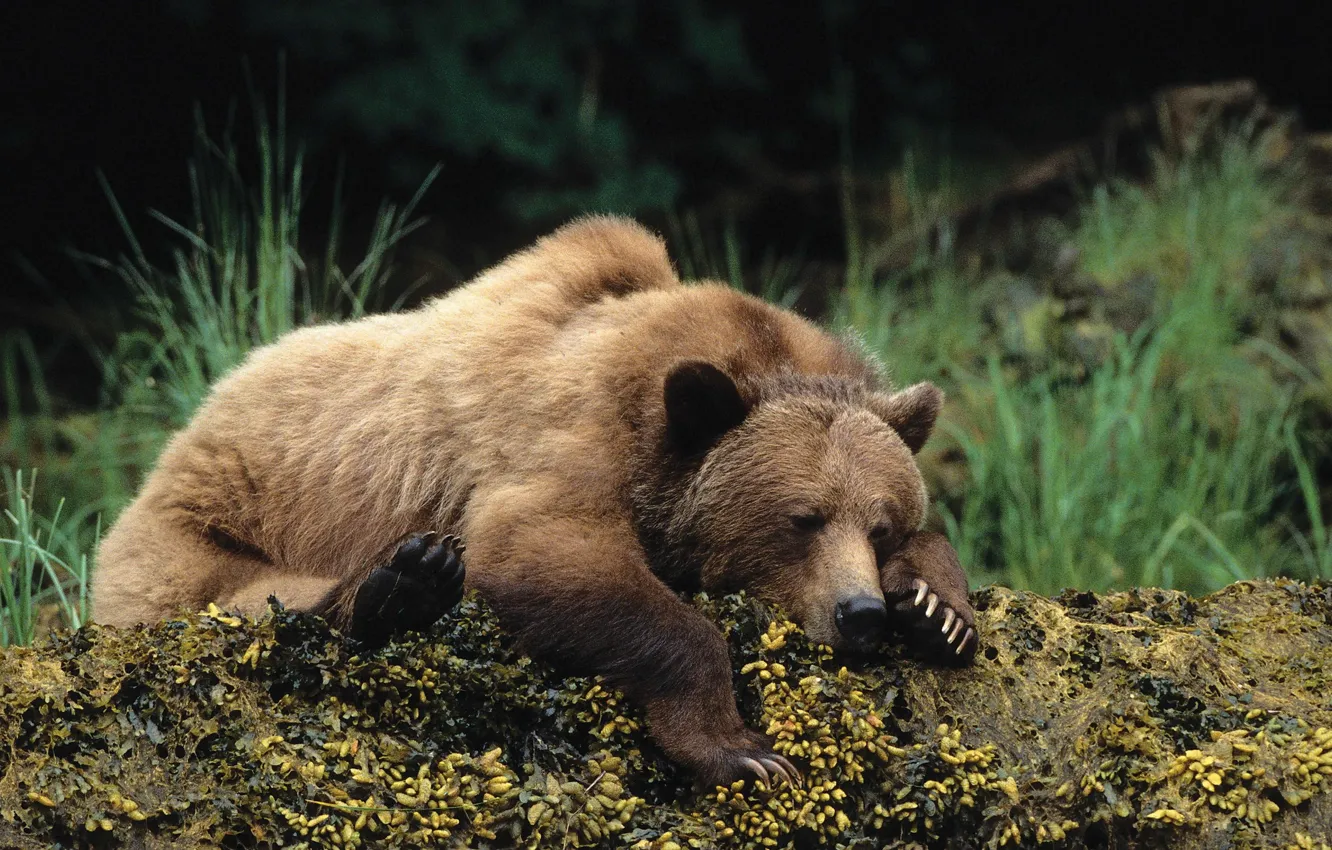 Photo wallpaper Brown Bear, bear, sleep, cute, wildlife, rest, wild animal