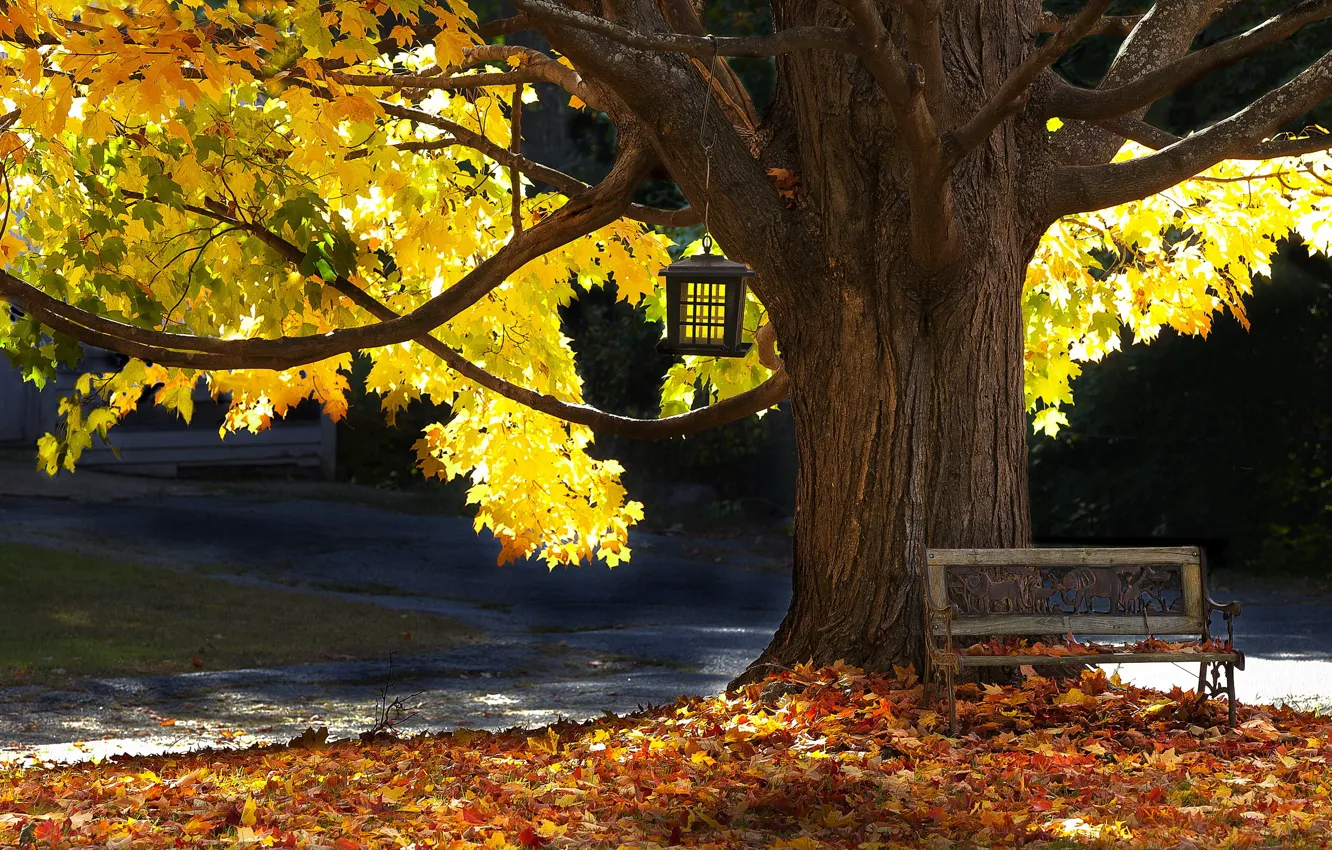 Photo wallpaper autumn, tree, bench
