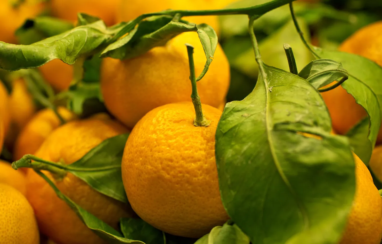 Photo wallpaper fruit, tangerines, treat