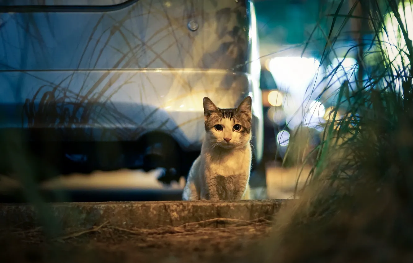 Photo wallpaper machine, cat, the city, lights, glare, the evening