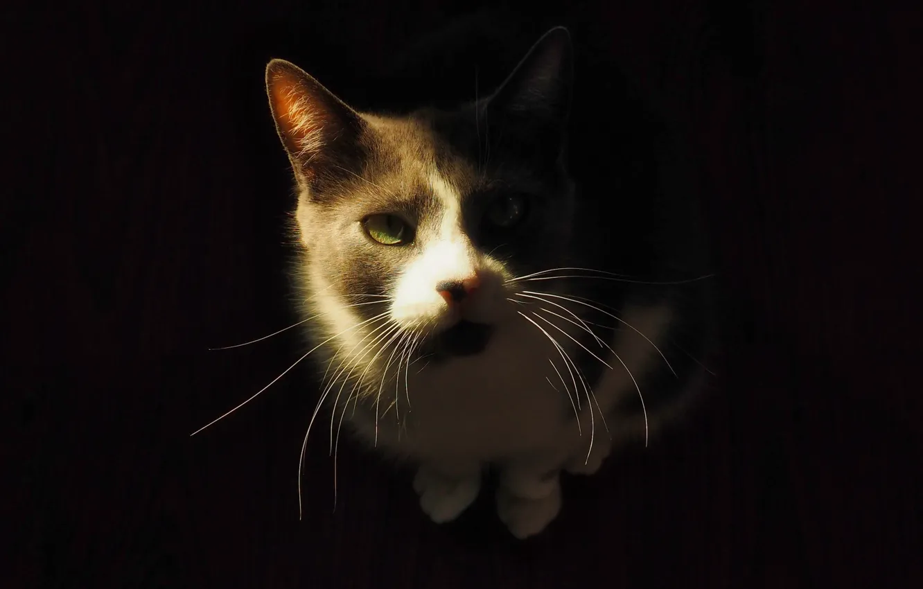 Photo wallpaper cat, cat, mustache, look, light, pose, portrait, black background