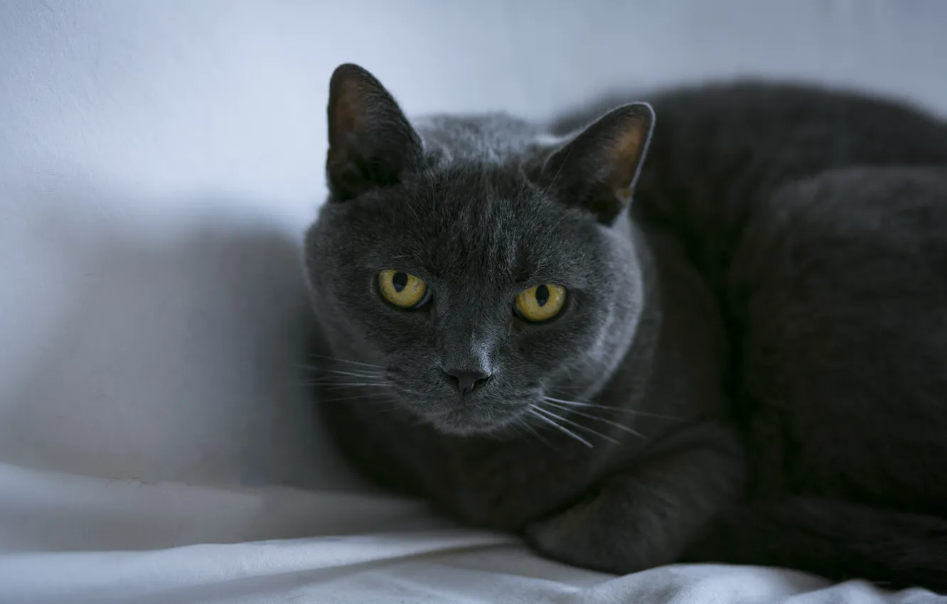 Photo wallpaper cat, cat, look, face, grey, shadow, fabric, lies