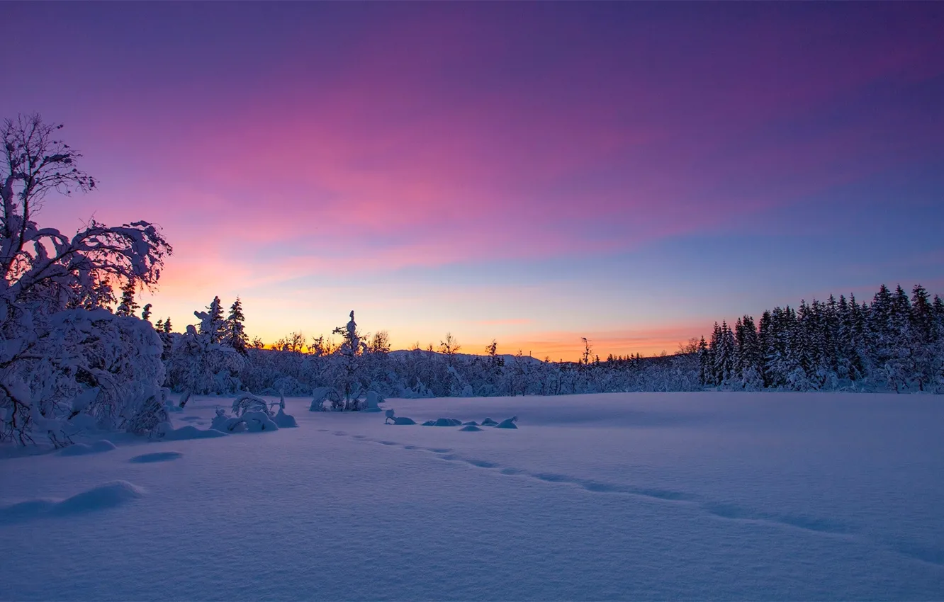 Photo wallpaper winter, snow, trees, sunset, Norway, Norway, Troms, Kvæfjordeidet