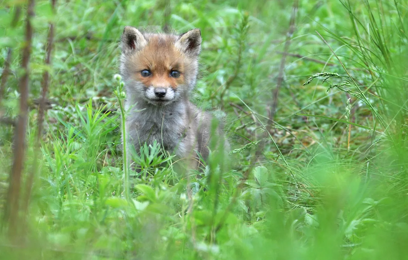 Photo wallpaper greens, forest, grass, trees, Fox