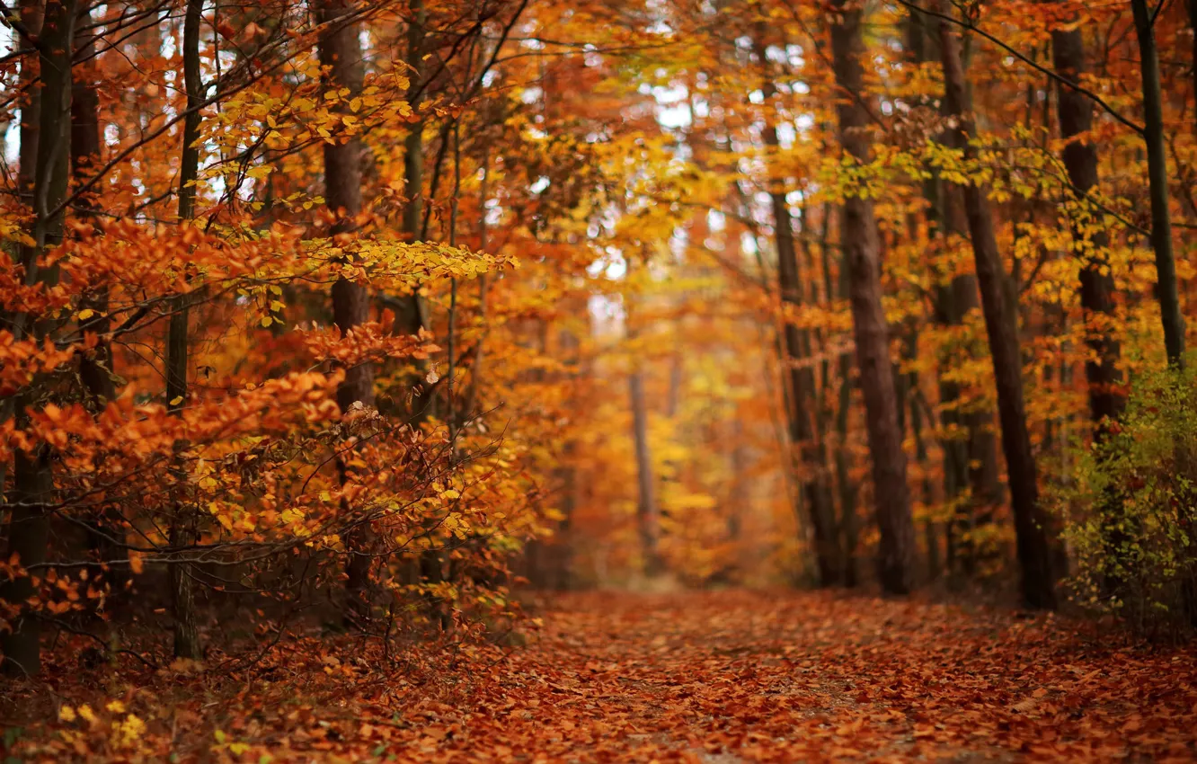 Photo wallpaper autumn, forest, foliage